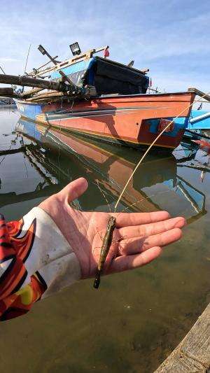 cara cepat nangkap udang #mancing #fishing #shrimp #udang #nelayan #laut #jaring #ikan #reelsviral #animals #skill #fyp #trending