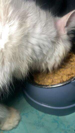 Asha kalau lagi bosen aku campur dry food + wet food