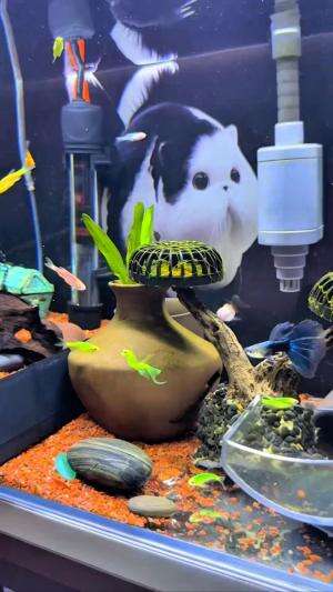 Menemukan ikan aneh disungai liar