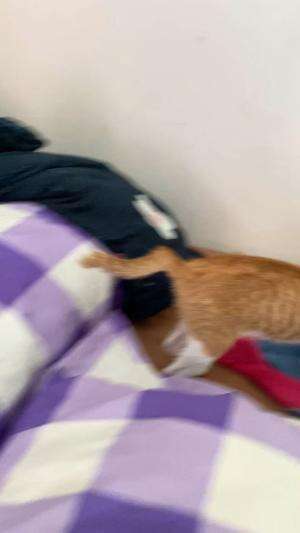  #vacation  #Kucing  #kucingoyen  #kucinglucu  #duniakucing  #Kucing Palestina  #Kucing juga bisa balas budi 