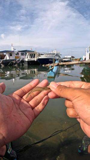 many people doubt this technique #fishing #shrimp #fish #sea #traditional #usareels #UnitedStates #reelsviral #skils #fyp #trending