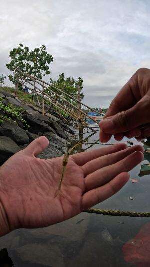 teknik mancing udang #mancing #fishing #shrimp #udang #nelayan #laut #jaring #ikan #reelsviral #animals #skill #fyp #trending