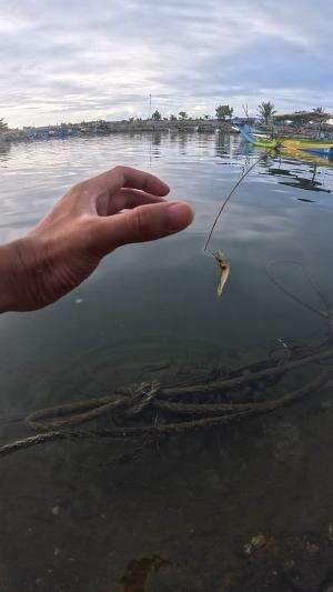 dapet lumayan besar #udang #nelayan #laut #jaring #ikan #fbpro #reels #reelsviral #duniaikan #skils #fyp #trending