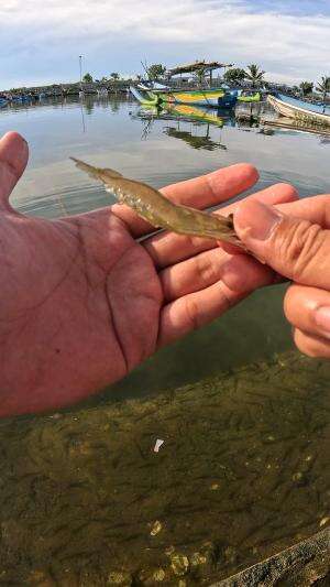 tutorial menangkap udang dengan alat sederhana