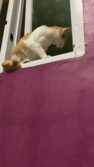 #cat #cute #funny #rainy