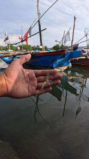 teknik menangkap udang #mancing #fishing #shrimp #udang #nelayan #laut #jaring #ikan #reelsviral #animals #skill #fyp #trending