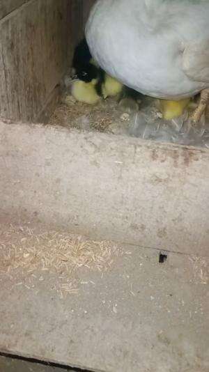 Ini yang Udah SOLD semua, Rilis kemarin langsung laku Ahamdulillah  #peternakmuda #menthokjumbo #muscovyduck