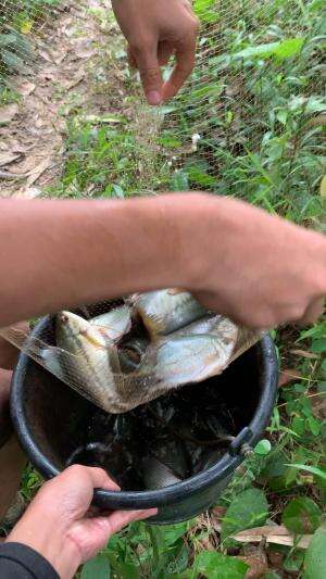 Ngeri eh banyak ikan yang didapat