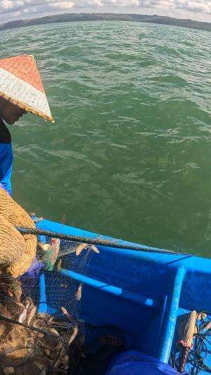 sekali tarik udang penuh di jaring ???