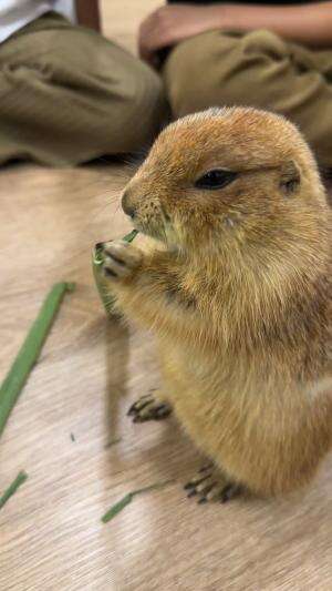 cute capybara ?