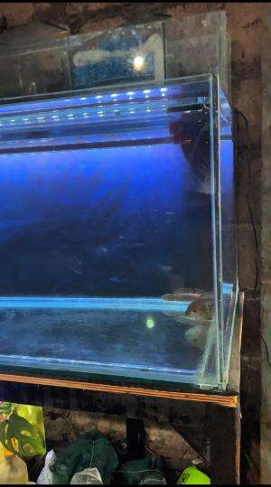 Jangan buang dulu akuarium kalian