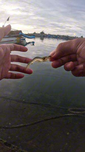 trik rahasia #udang #nelayan #laut #jaring #ikan #fbpro #reels #reelsviral #duniaikan #skils #fyp #trending