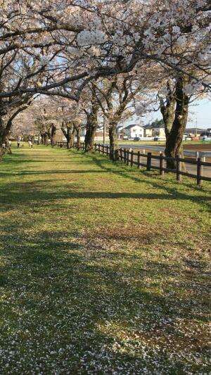Melihat bunga sakura dari dekat Spring season  #sakura  #jepang  #minivlog  #bunga  #musimberbunga  #rctiplus 