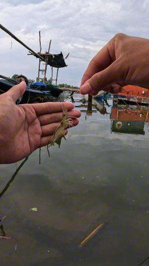 nostalgia waktu kecil #mancing #fishing #shrimp #udang #nelayan #laut #jaring #ikan #reelsviral #animals #skill #fyp #trending