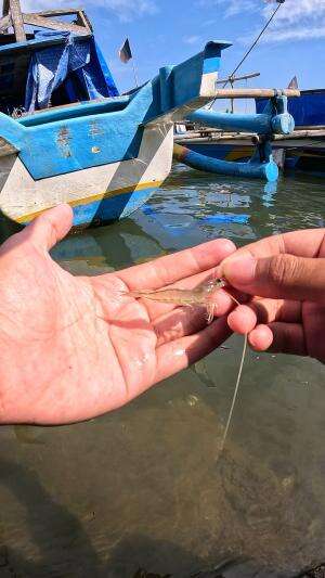 teknik unik pancing udang #mancing #fishing #shrimp #udang #nelayan #laut #jaring #ikan #reelsviral #animals #skill #fyp #trending