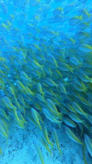 Ternyata ada hiu yang bisa ‘jalan’ di darat?! 😱🦈 #FaktaUnik #WalkingShark #EpauletteShark #HewanLaut #ScienceIsCool #FYP #KontenEdukasi