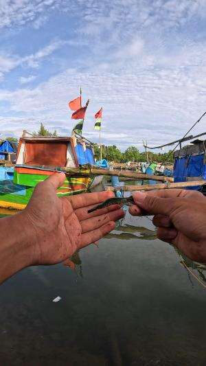 viral shrimp fishing techniques #fishing #shrimp #fish #sea #traditional #usareels #UnitedStates #reelsviral #skils #fyp #trending