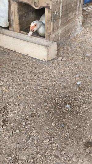 Harus tetap dipantau ya bollo semangat berternak #peternakmuda #menthokjumbo #muscovyduck