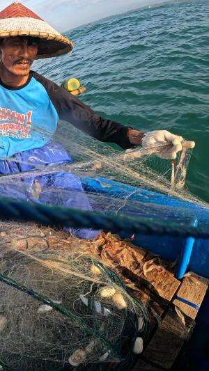 tangkap udang dari alam #udang #nelayan #laut