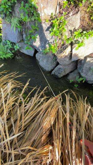 Mancing diparit sawah joran hampir patah