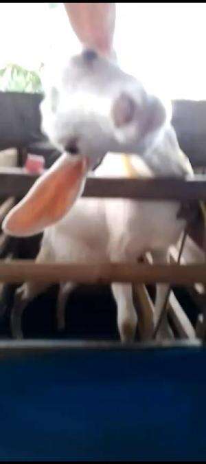 ANAKAN KAMBING PERAH YANG SUDAH DI SAPE