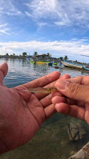 langsung strike udang #udang #nelayan #laut #jaring #ikan #fbpro #reels #reelsviral #duniaikan #skils #fyp #trending