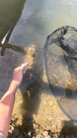 menangkap udang kecil? #udang #nelayan #laut #jaring #ikan #fbpro #reels #reelsviral #duniaikan #skils #fyp #trending