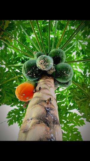 Buah pepaya #Photography 