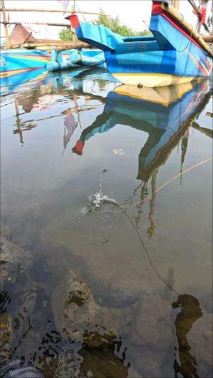 tutorial menangkap udang #mancing #fishing #shrimp #udang #nelayan #laut #jaring #ikan #reelsviral #animals #skill #fyp #trending