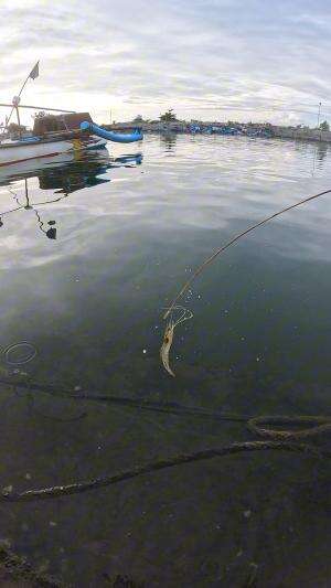 trik nangkap udang #udang #nelayan #laut #jaring #ikan #fbpro #reels #reelsviral #duniaikan #skils #fyp #trending