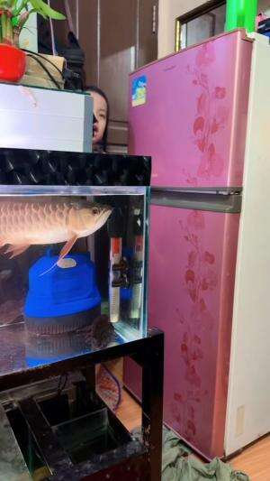 Males ah,lagi main game juga  #Viral  #Comedy  #dramabocil 