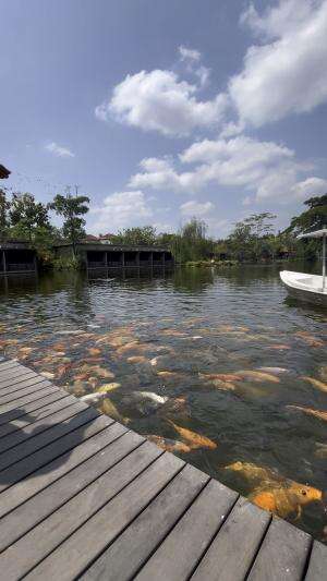 Ikan koi nya banyak dan besar2 bangeet ya kak hehe 