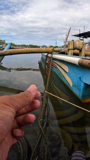 super easy to catch shrimp #fishing #shrimp #fish #sea #traditional #usareels #UnitedStates #reelsviral #skils #fyp #trending