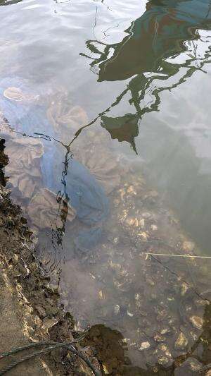 sangat sulit ditangkap #mancing #fishing #shrimp #udang #nelayan #laut #jaring #ikan #reelsviral #animals #skill #fyp #trending