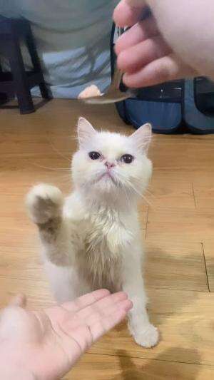 kucing kesayangan yg makin pinter  #anabul  #Kucing  #kucinglucu 