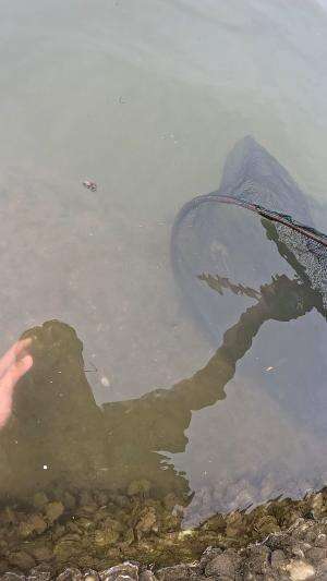 sekali serok dapet banyak udang #udang #nelayan #laut #jaring #ikan #fbpro #reels #reelsviral #duniaikan #skils #fyp #trending