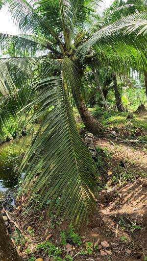 udang cenang #fishing #traditional #usa #usareels #UnitedStates #unitedkingdom #denmark #canada