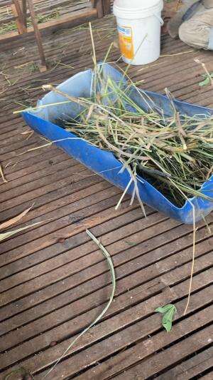 Kambing e makan lahap awal tahun berkaaah 2025