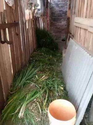 Kambing dombaaa  bagus😂