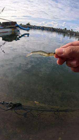 ternyata gampang dapet udang #udang #nelayan #laut #jaring #ikan #fbpro #reels #reelsviral #duniaikan #skils #fyp #trending