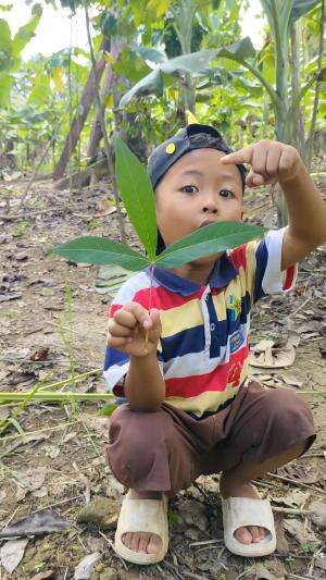 Owalah Ternyata Ini Suara Daun Singkong