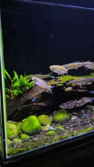 Meneteskan telur wader