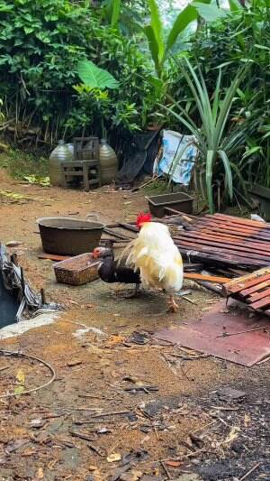 Ayam jantan bertelur