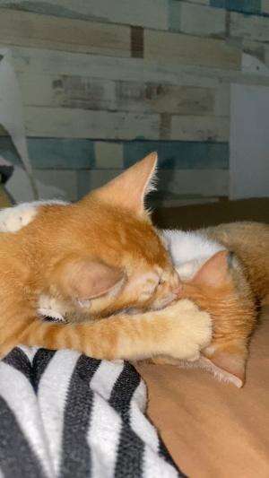 Anak bobi