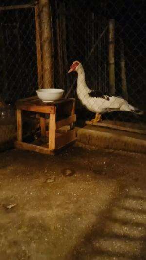 Semakin banyak pemain pemain di dunia permenthokan bolo.. semoga para peternak peternak dan anak muda terus tumbuh dan kreatif. Kalau kemari