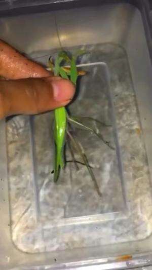 Ada cacing didalam tubuh belalang