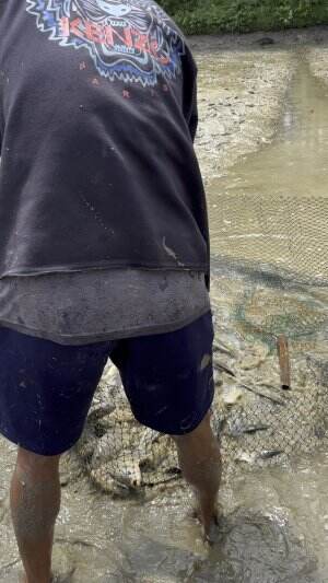 Indukan ikan nila