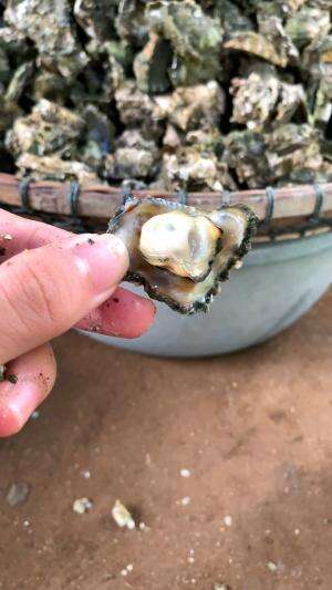 bukan batu🤣 #udang #nelayan #laut #jaring #ikan #fbpro #reels #reelsviral #duniaikan #skils #fyp #trending