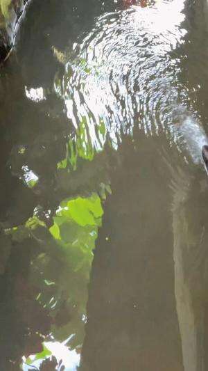 Mengubah kolam ikan paling kotor jadi bening