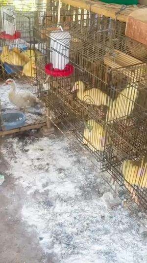 Jangan lupa kebersihan kandang bollo #peternakmuda #menthojumbo #muscovyduck